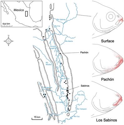 The constructive evolution of taste in Astyanax cavefish: A review